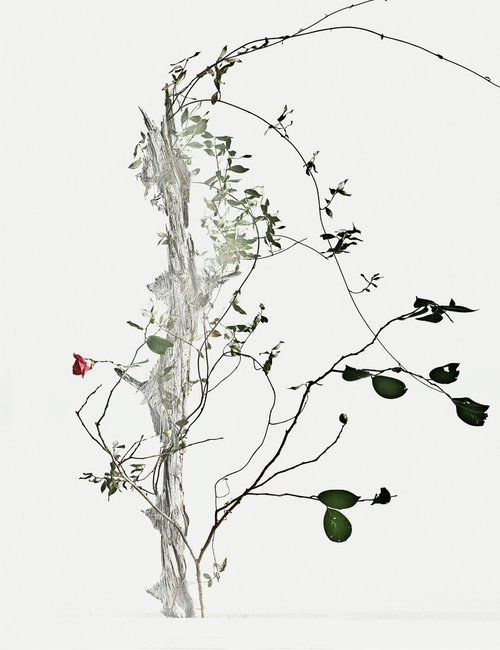 White Light#025- Climbing star jasmine, Camellia, Tree- by Keiichiro Muramatsu
