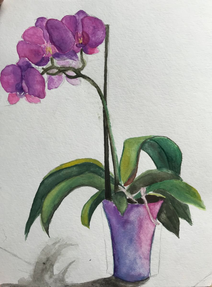 Orchids by Kseniia Kozulina