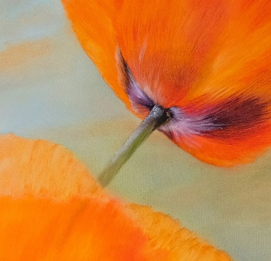 Sunny prospects - red poppies