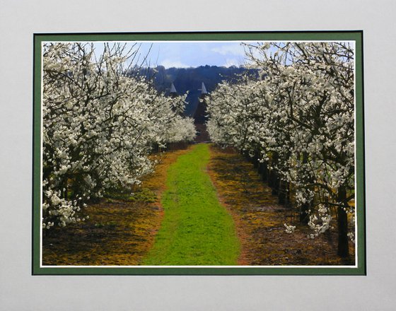 Path through the Orchard