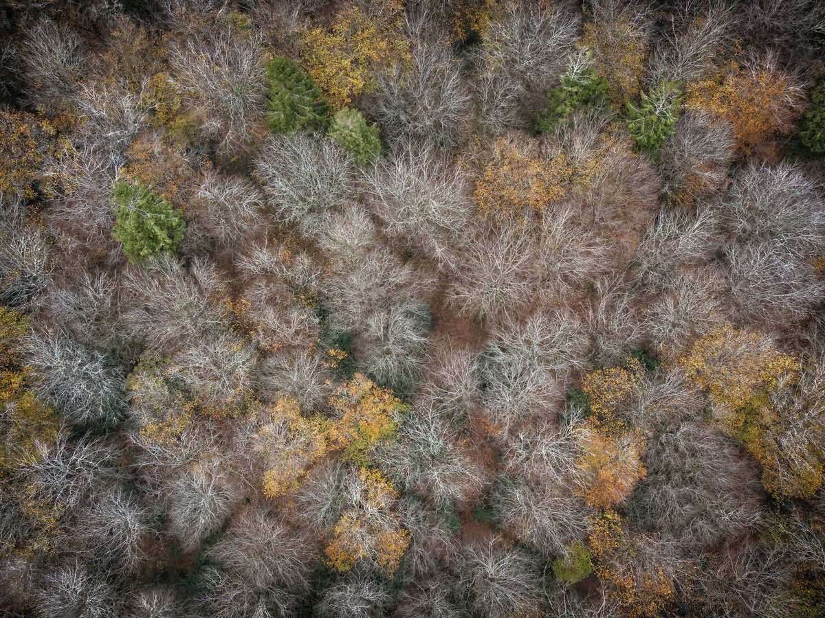 Botanical Photograph By Paul Nash, 24 X 18", Winter Woods, Original Artwork