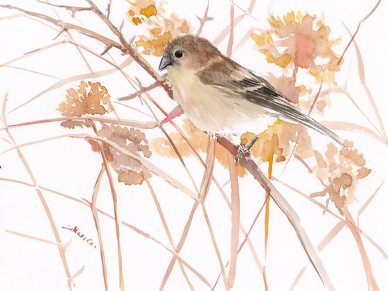 Female American Goldfinch  and field plants