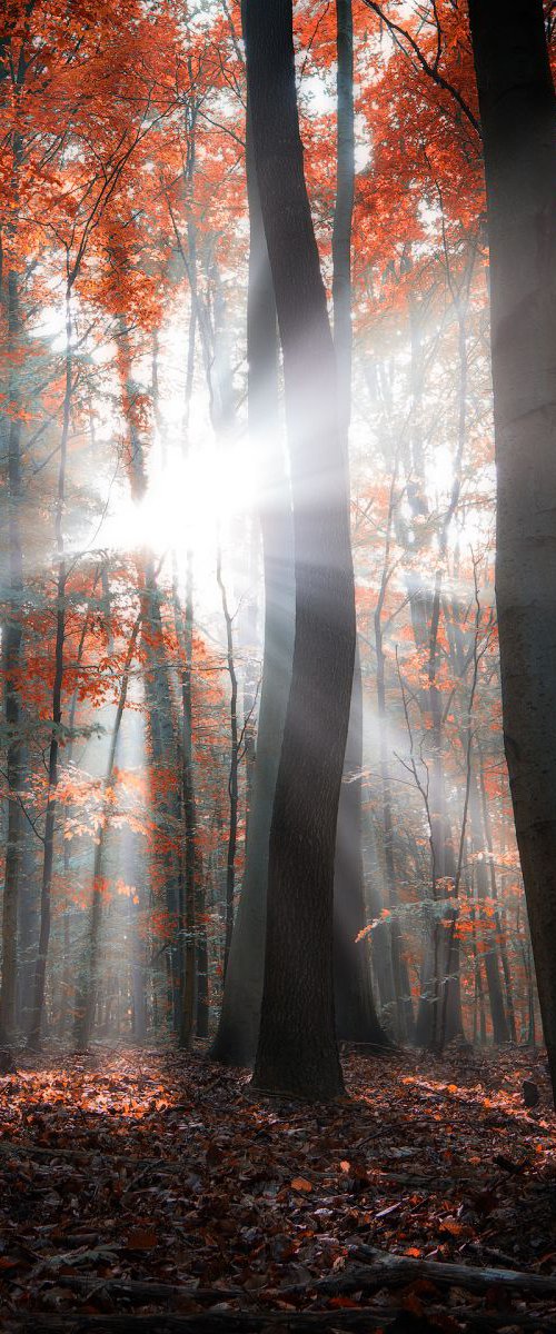 They coming from heaven by Janek Sedlar