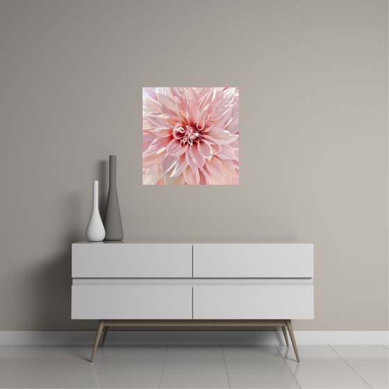 Timeless Beauty. Dahlia