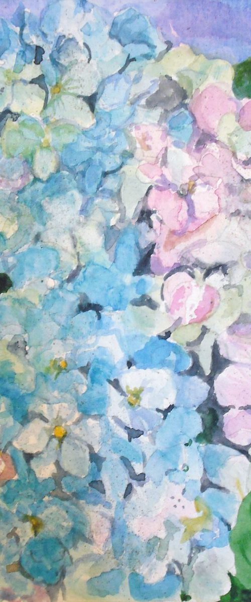Hortensia - Hydrangea by Martine Vinsot
