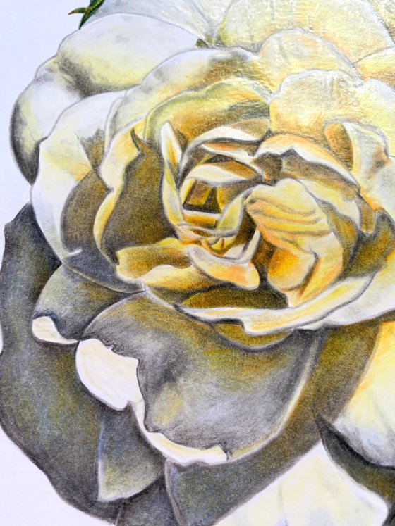 Cream rose