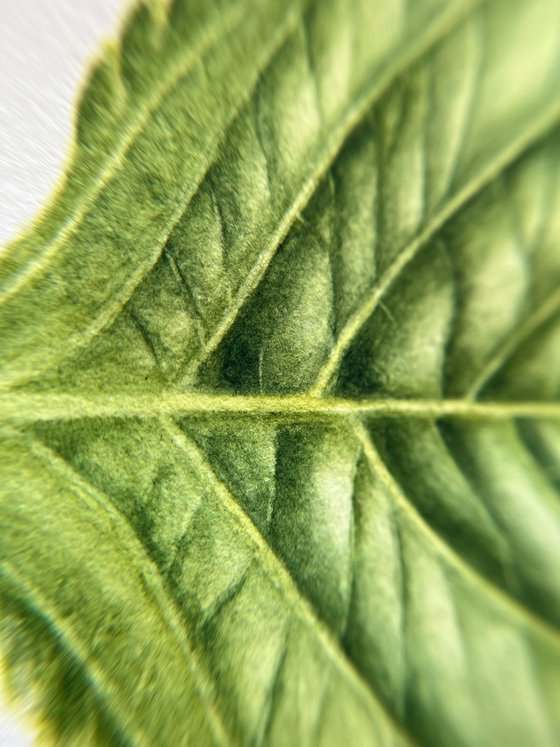 Green leaves of Hydrangea