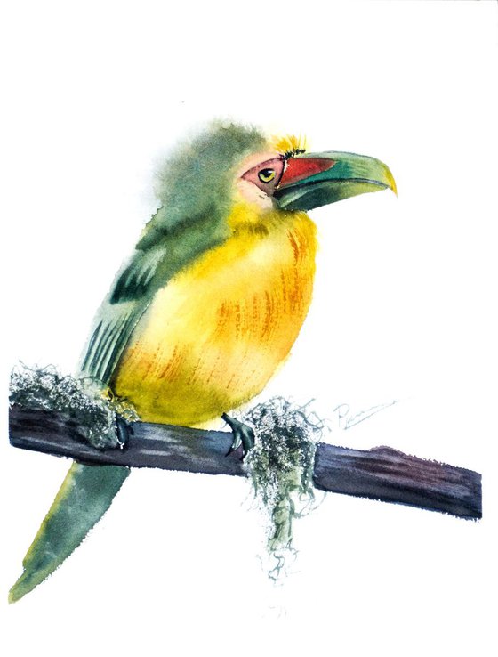 Saffron Toucanet