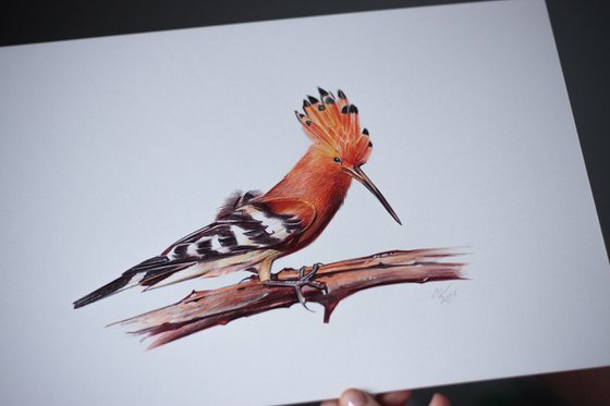 Eurasian Hoopoe