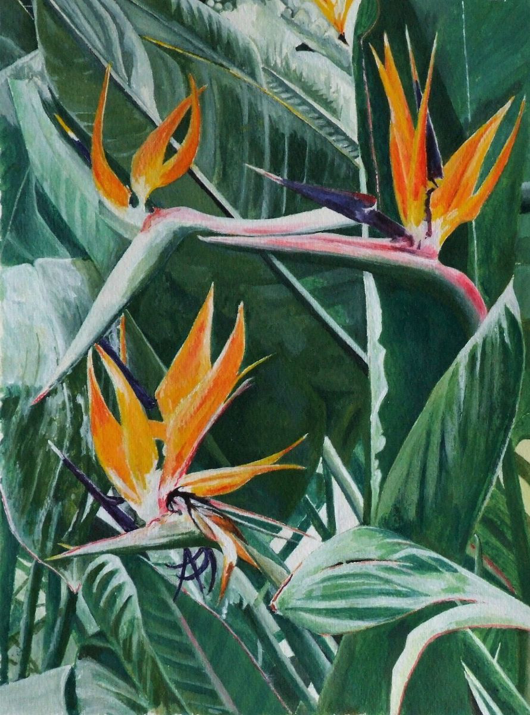 Birds Of Paradise By Philip Baker Artfinder