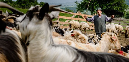 Romanian Shepherd by Tom Hanslien