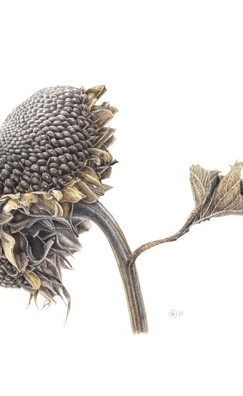 Dry Sunflower by Yuliia Moiseieva