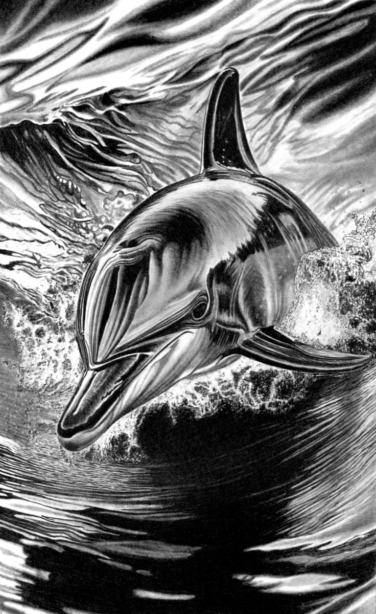 Photorealistic Pencil Drawing , Bottlenose Dolphin By Paul Stowe, 11 X 17, Artwork For Sale On Artfinder