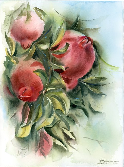 Pomegranate Branch - Original Watercolor by Olga Shefranov (Tchefranov)