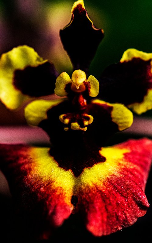 Heart of the Ember Blossom by David Huntzinger