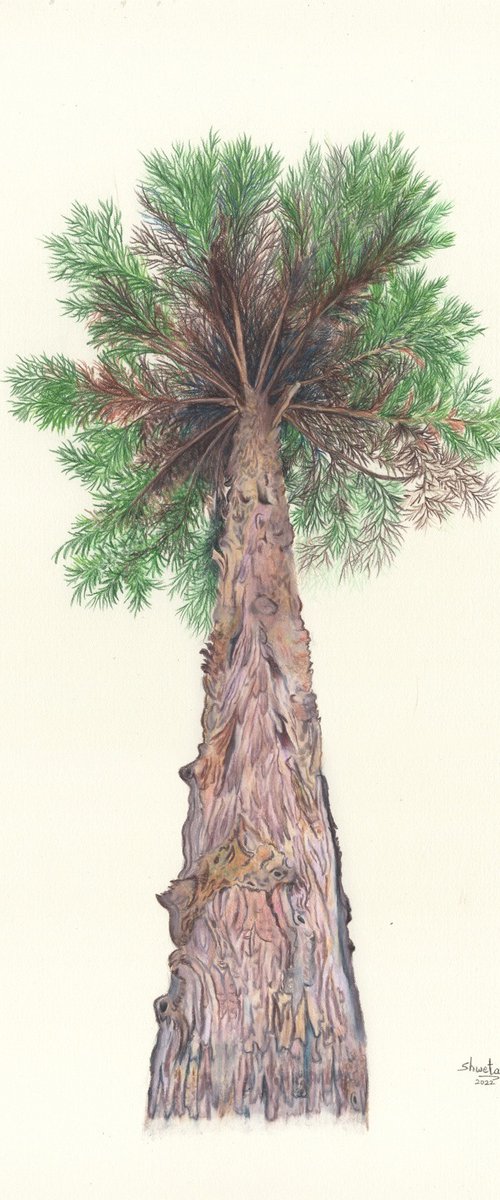 Himalayan Cedar tree by Shweta  Mahajan