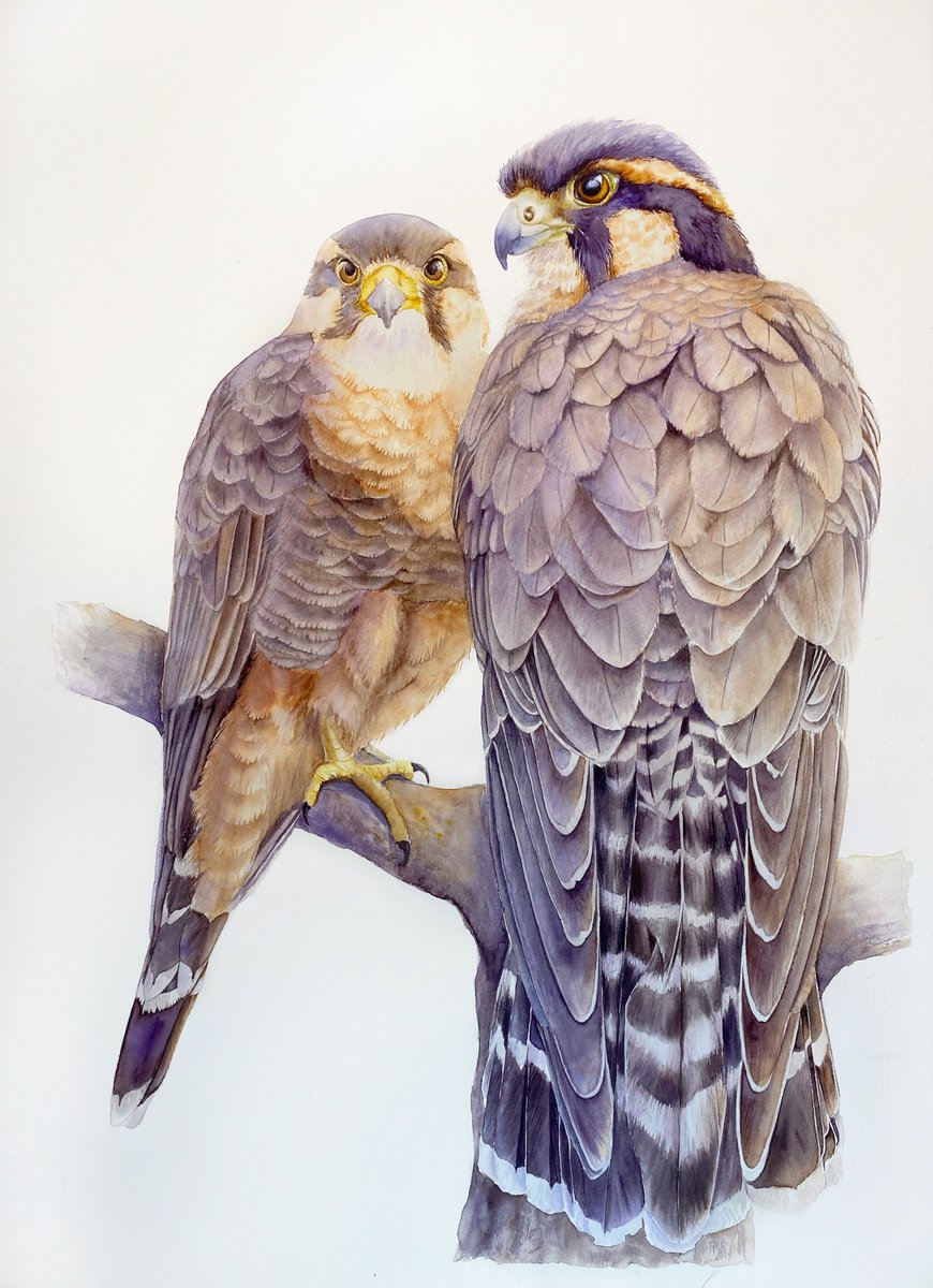 Photorealistic Animal Watercolour By Tetiana Savchenko, 16 X 22", Pair Of Falcons, Original Artwork