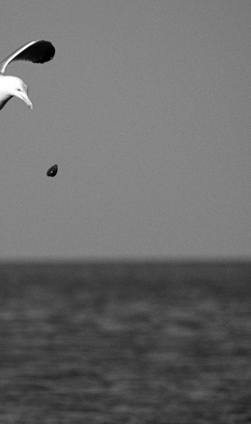 Gull with Mollusc, I by Charles Brabin