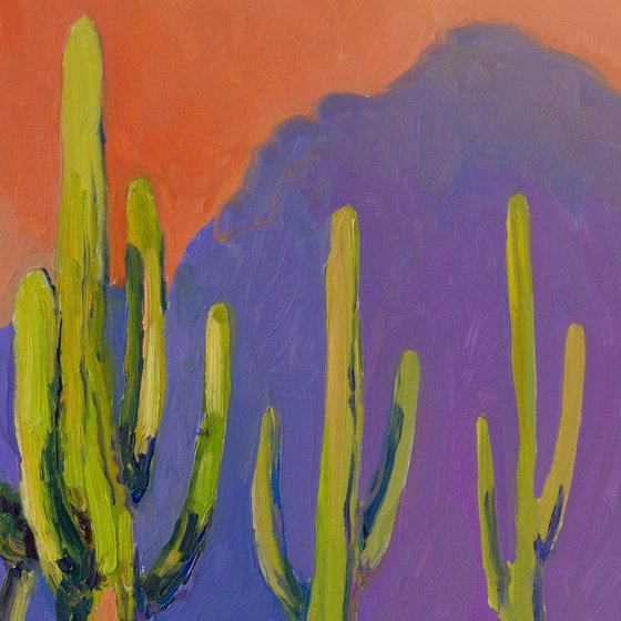 Evening and Saguaro Cactuses
