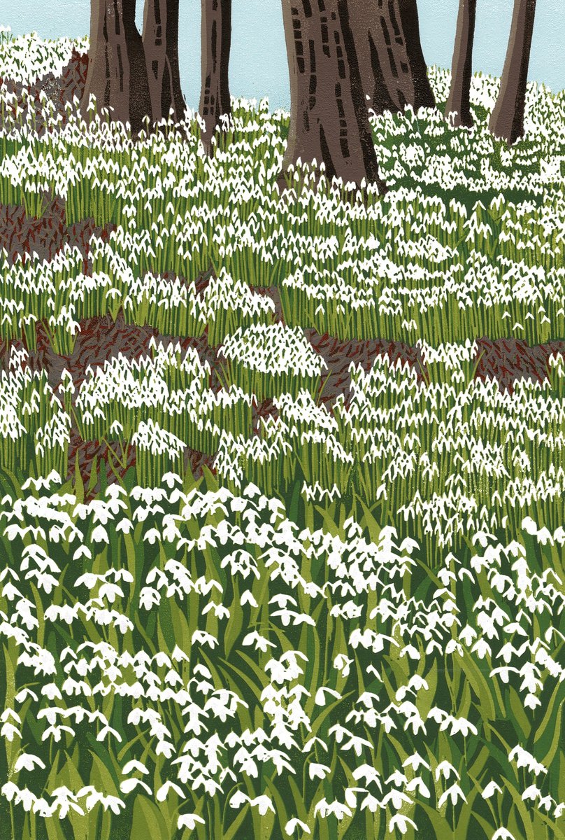 Snowdrop Woods (Limited Edition 8 Prints) by Joanne Spencer