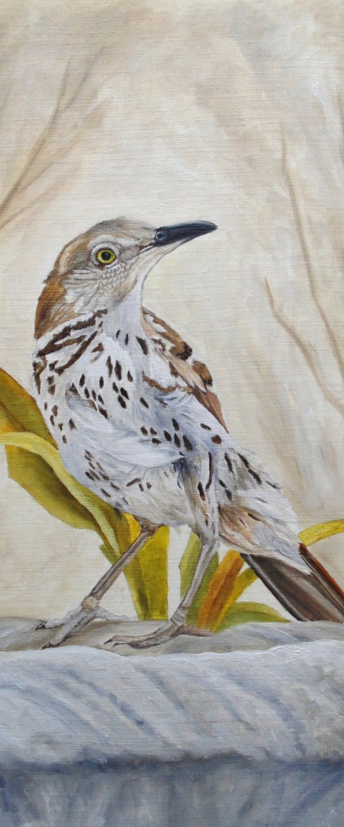 Early Brown-Thrasher by Angeles M. Pomata