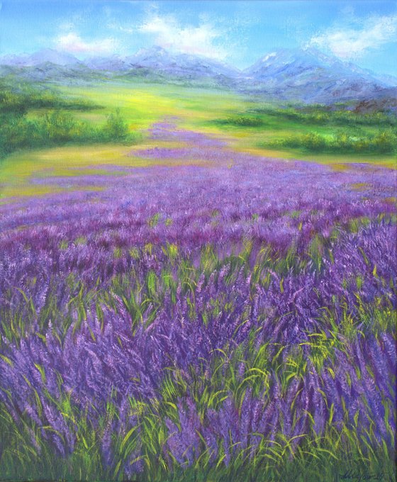 Provence lavender