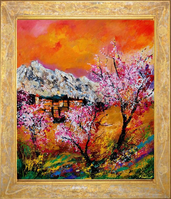 Blooming cherry trees in Provence   7623