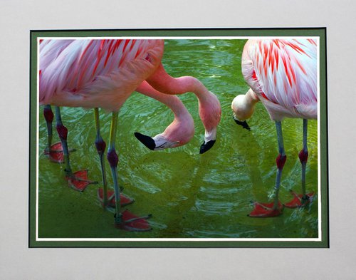 Three Flamingos by Robin Clarke