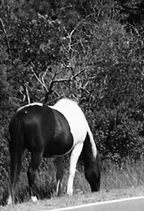 Wild Horse by David Huntzinger