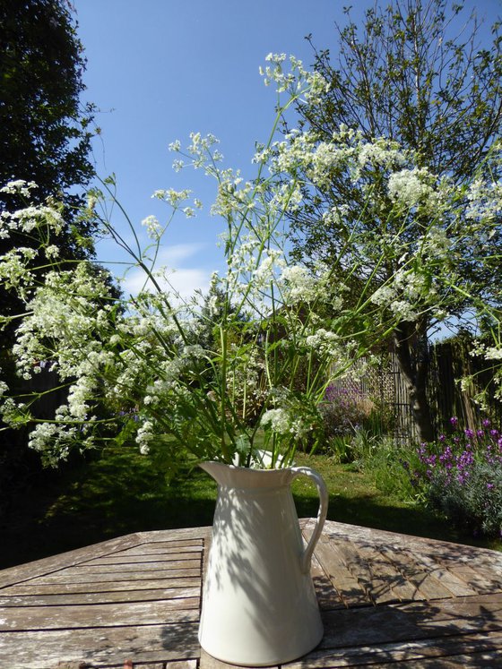 Jug with Cow Parsley