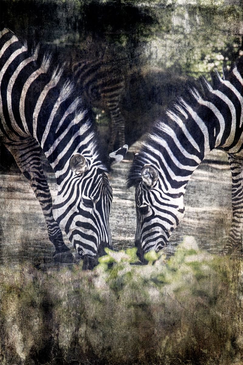 The Zebras Duo by Chiara Vignudelli