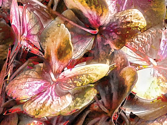 Hortensias