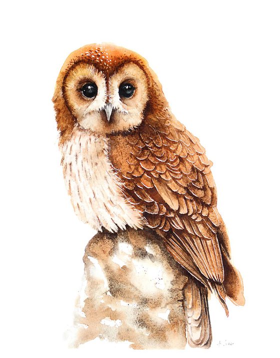 OWL,  bird, birds, animals, wildlife watercolour painting