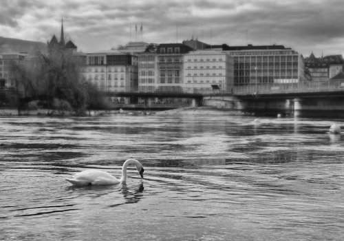 " Morning. White Swan. Geneva "  Limited edition 1 / 15 by Dmitry Savchenko
