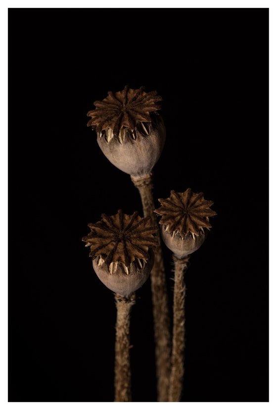 Poppy Heads - Small unframed