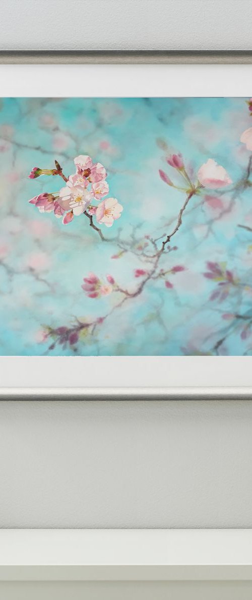 Cherry Blossoms -  Sakura - Ch by Olga Beliaeva Watercolour