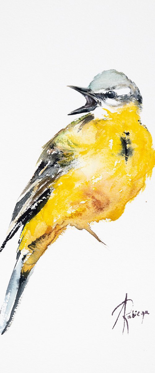 Western Yellow Wagtail by Andrzej Rabiega