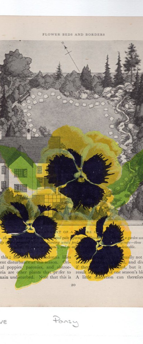 Garden Pansy by Carole King