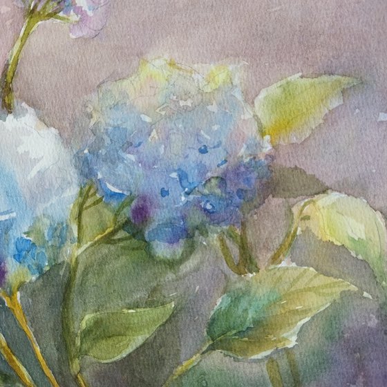 Blue Hydrangeas flowers