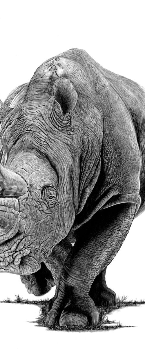 Rhino by Paul Stowe