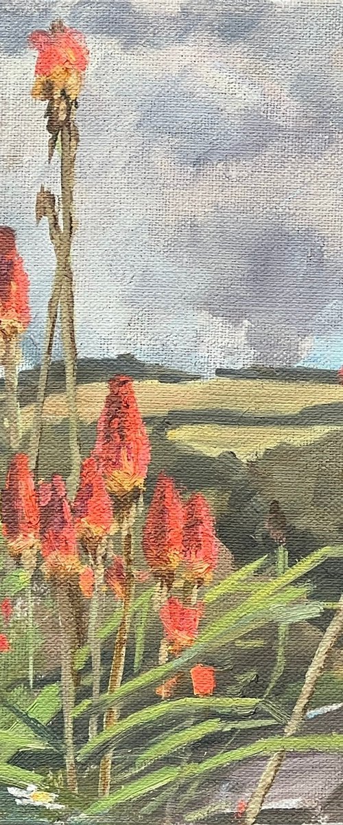 Cornish red hot pokers by Louise Gillard