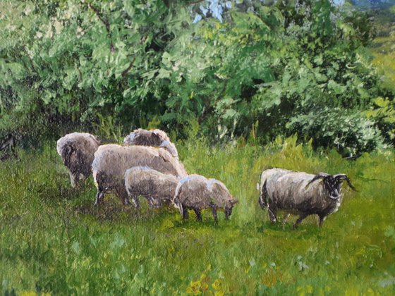 Sheep Grazing On Ranch Meadow
