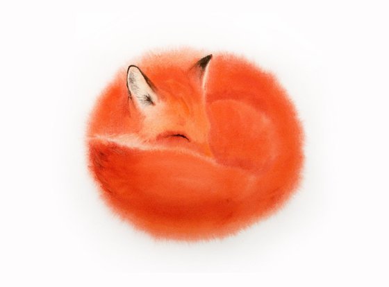 Red Fox Curls Up for a Nap #1