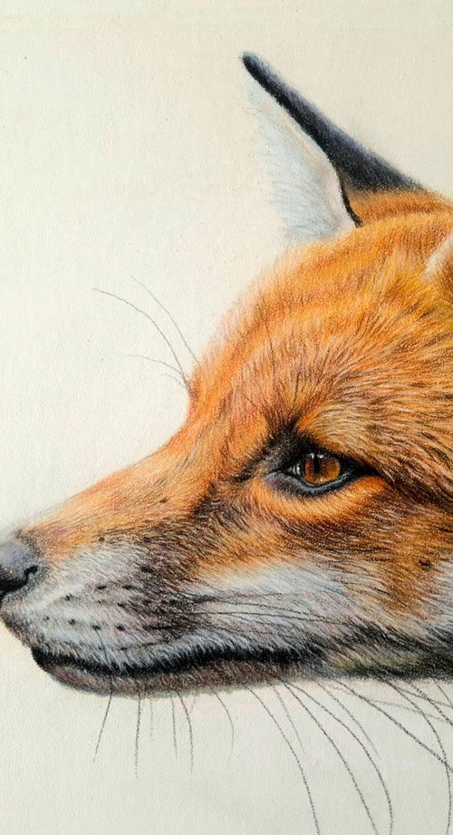 Red Fox Portrait 'Curiosity' by Silvia Frei