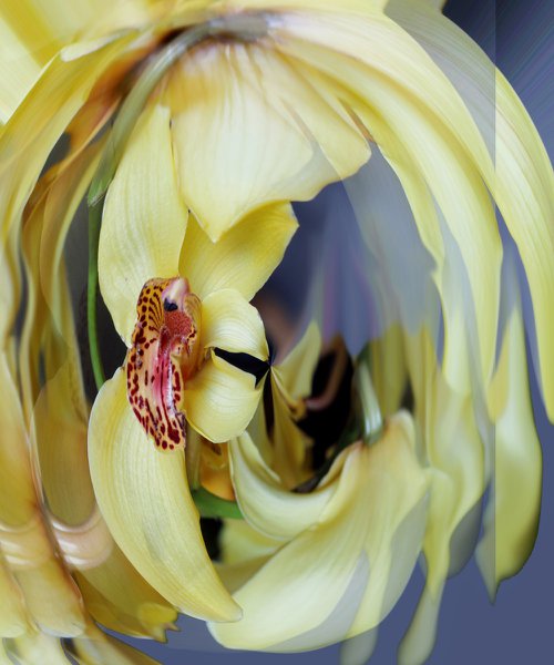 Strange orchids №4 by Marina Podgaevskaya