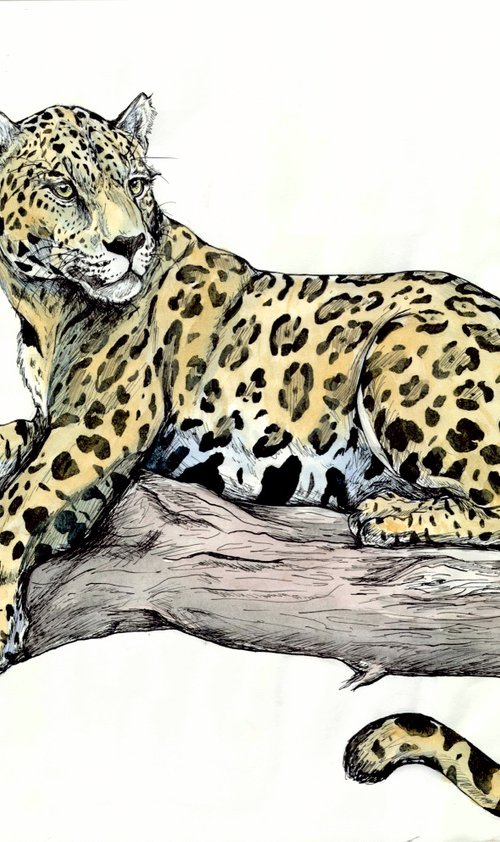 Panthera Onca by Cayetano de Santamaria