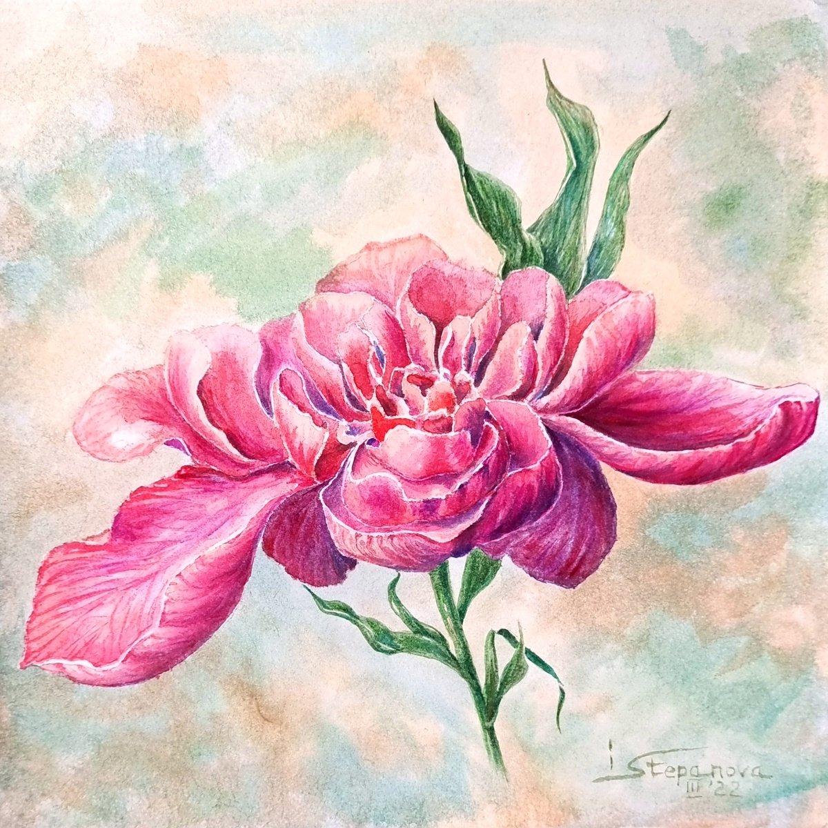 Watercolor peony - a cozy painting - botanical bright accents with bright purple-red flowe... by Irina Stepanova