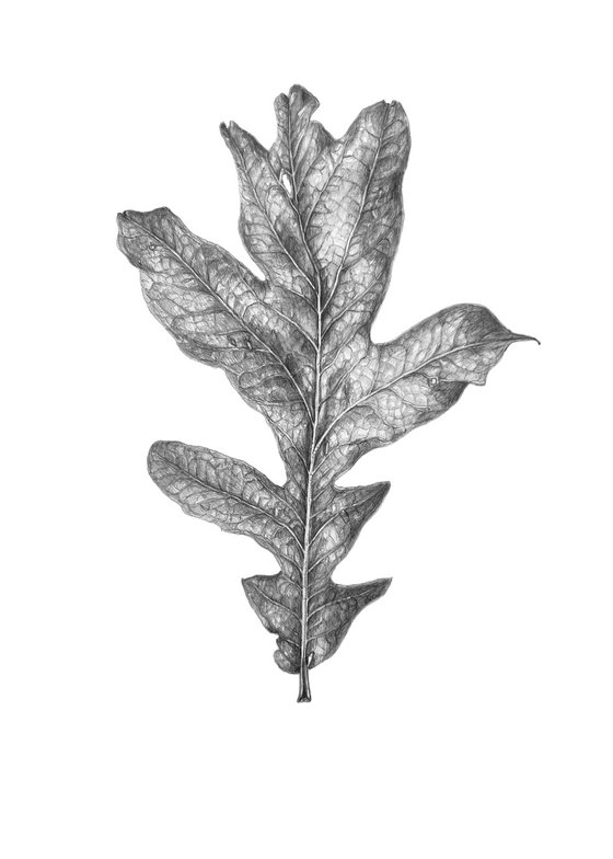Oak leaf
