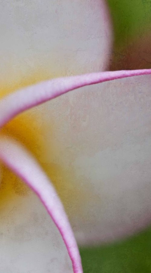 frangipani flower by Emily Hughes