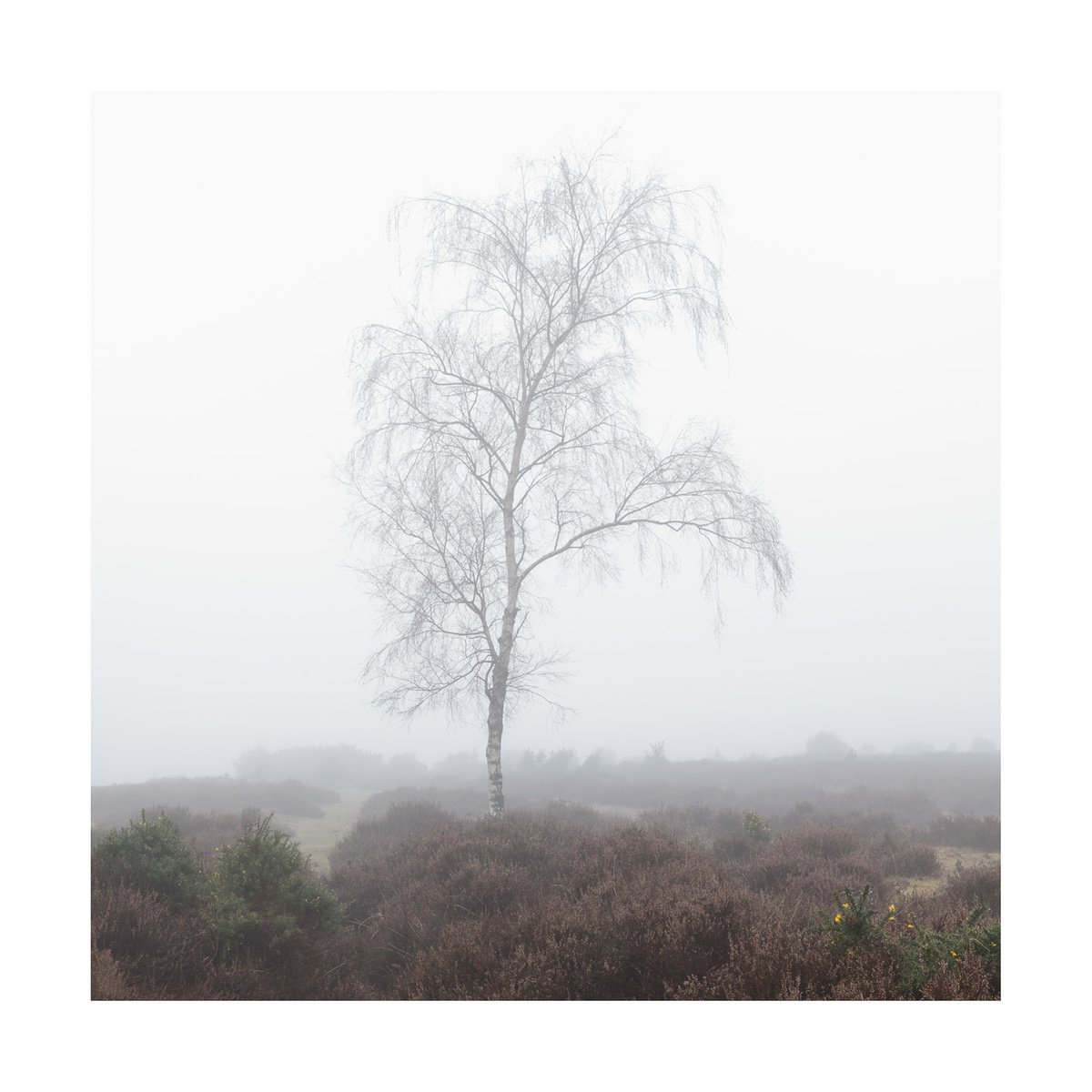 New Forest 2013-III by David Baker